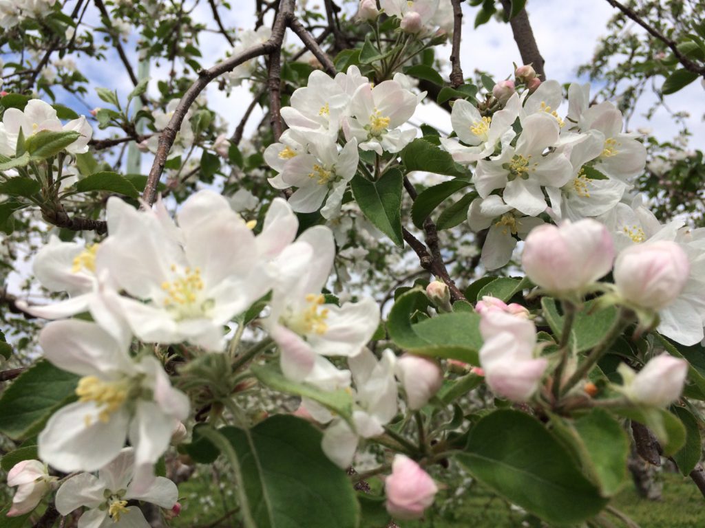 りんごの花が 満開です 辰巳館